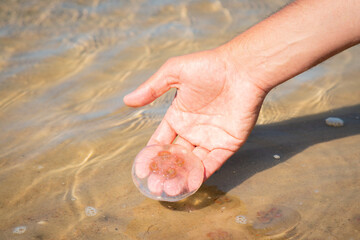 Fototapeta na wymiar Person holding jellyfish in the hand by the beach. Medusa in the shallow water next to the shore.