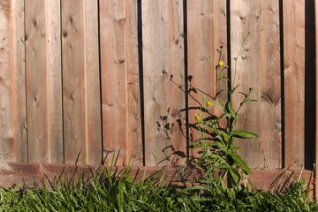 Broad side view of Wooden Slat Fence with Yellow Tall Wildflower displayed at Base of Fence, fringed by green grass