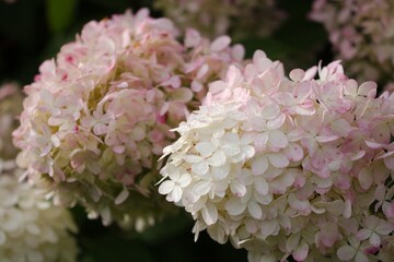 Large full flower heads displaying pink colored Hydrangea blossoms with morning dew droplets on surface of individual blooms