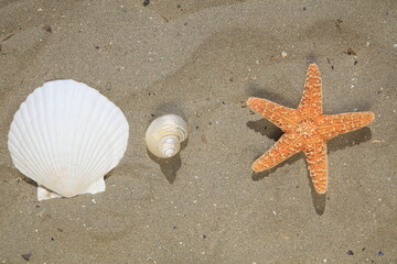 Fototapeta na wymiar beach with starfish and seashells