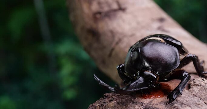 Video of a male beetle licking sap in the forest.