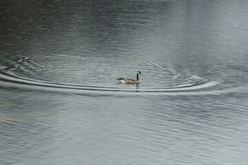 Wild Canada goose swimming in the shallows of Gorge Lake in the Northern Cascades, Washington State.