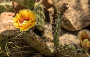 Yellow cactus flower