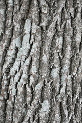 Fototapeta premium Background photo of tree