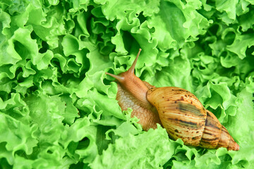 large snail among green leaves of lettuce