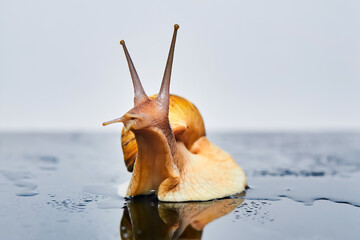 live snail looking up on a smooth wet surface against a light background © Evgeny