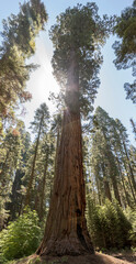 Big trees in Sequoia National Park