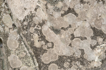Aged background from natural stone covered with moss. Remains of the Tustan fortress. Carpathians. Ukraine.