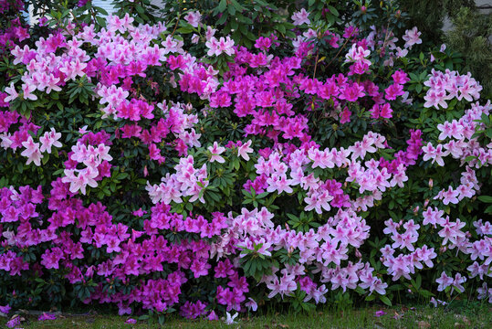 This image shows a background of pink and purple azaleas in a California garden.