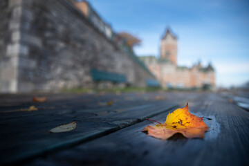 Colored leaves on the ground in autumn, Quebec City, Canada