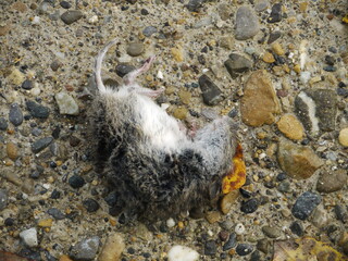 dead mouse