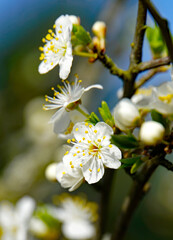 close-up of a branch with white cherry blossom against a blue heaven. Location: Itterbeck, Germany