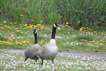 A pair of Canada Geese enjoying a beautiful day in Lake Sammamish State Park, in the Pacific Northwest,  King County, Washington State.