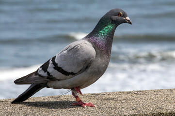 Feral pigeon by the sea
