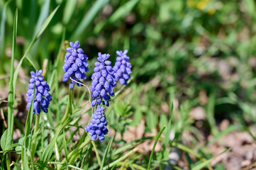 Wild grape hyacinth with green background