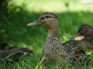 Duck ducks