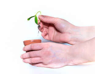 The hand holds a small green sprout on a white isolated background. Planting a young seedling in a pot. The concept of planting plants.
