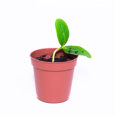 A young sprout sprouts in a pot on a white background. Seedling close-up. A new life. Cultivation.