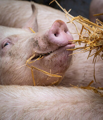 Tierwohl - Beschäftigungsmaterial - ein Schwein knabbert genüsslich an Strohhalmen, landwirtschaftliches Symbolfoto.