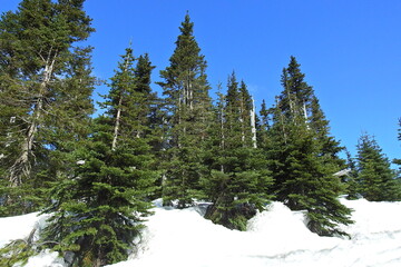 The beautiful scenery of the Olympic Mountains in the Pacific Northwest, Olympic National Park, Washington State.