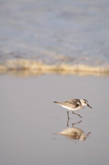 Running Sandpiper (Scolopacidae Family)