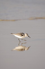 Running Sandpiper (Scolopacidae Family)