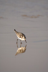 Running Sandpiper (Scolopacidae Family)
