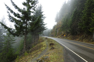 Columbian black-tailed deer, on a foggy morning,  along Hurricane Ridge Road in the Olympic National Forest, in the Pacific Northwest, Washington State.
