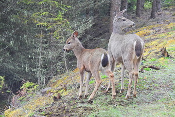 Naklejka na ściany i meble Columbian black-tailed deer roaming a foggy Olympic National Forest, in the Pacific Northwest, Washington State.
