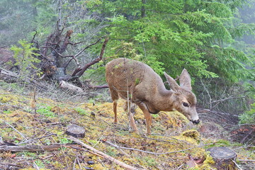 Columbian black-tailed deer roaming a foggy Olympic National Forest, in the Pacific Northwest, Washington State.