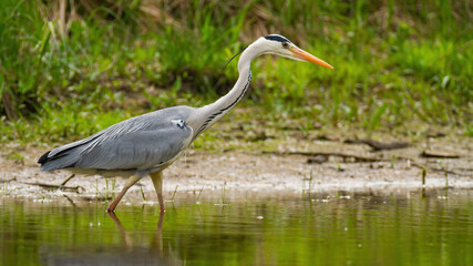 Grey heron walking in swamp in sunny summertime nature