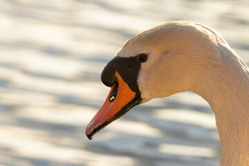 head of a mute swan