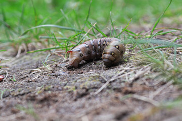 Closeup of a Bedstraw Hawkmoth caterpillar on the ground