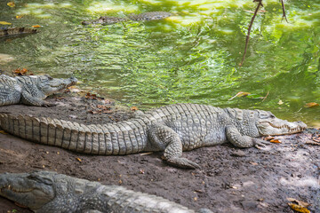 Cocodrilos junto a un estanque en Gambia