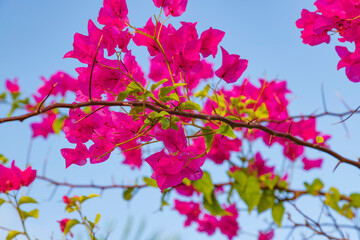 Bougainvillea flowers beautiful and natural