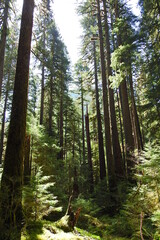 The beautiful scenery of the Sol Duc Valley in the Pacific Northwest, Olympic National Park, Washington State.
