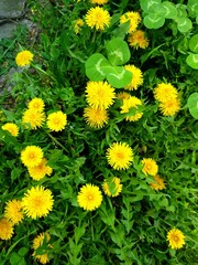 yellow dandelions in the grass