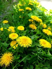 yellow dandelions on grass