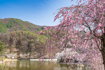 Naklejka premium 松本市 千鹿頭池の桜