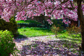Naklejka premium Blühende Magnolie in Kientzheim im Elsass