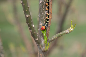 Frangipani (Plumeria) caterpillar eating leaves