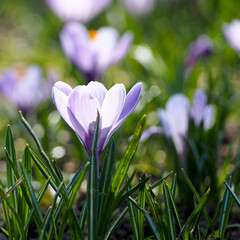 a light lilac crocus bud grows under the sun's rays side view . spring background