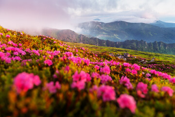 Obraz premium Rhododendron flowers covered mountains meadow in summer time. Orange sunrise light glowing on a foreground. Landscape photography