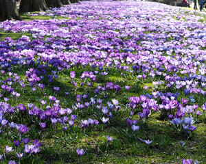 many lilac and white crocus buds grow in the park side view . spring flowers for the poster . glade with crocuses