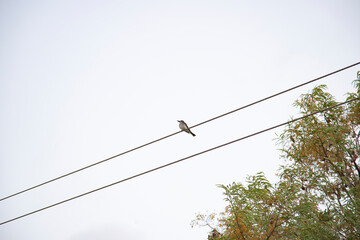 Gray king bird perched on powerlines