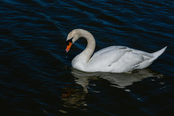Beautiful swan floats on the lake