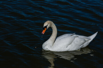Obraz premium Beautiful swan floats on the lake