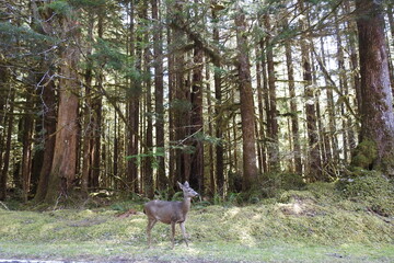 A Columbian black-tailed deer doe roaming the Sol Duc Valley in the Pacific Northwest, Olympic National Park, Washington State. 