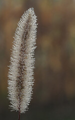 Obraz premium a spike in small drops of dew