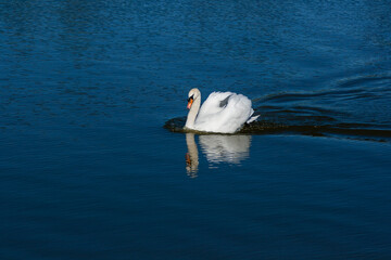 Beautiful swan floats on the lake